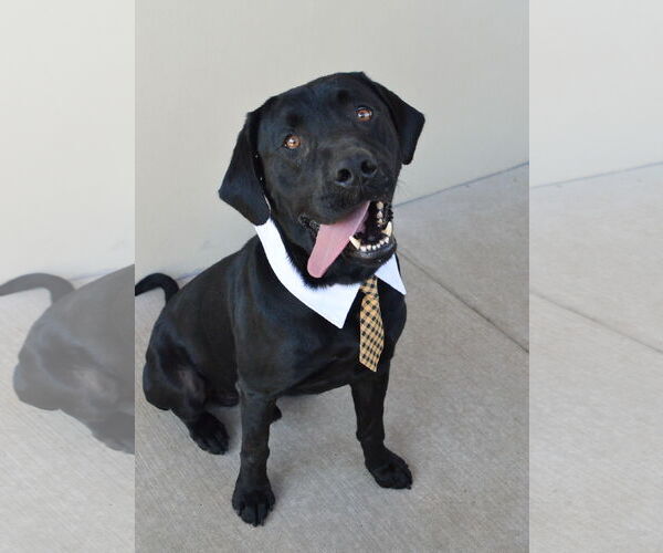 Medium Photo #1 Labrador Retriever-Unknown Mix Puppy For Sale in McKinney, TX, USA