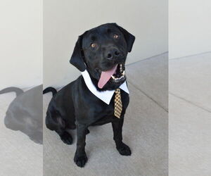 Labrador Retriever-Unknown Mix Dogs for adoption in McKinney, TX, USA