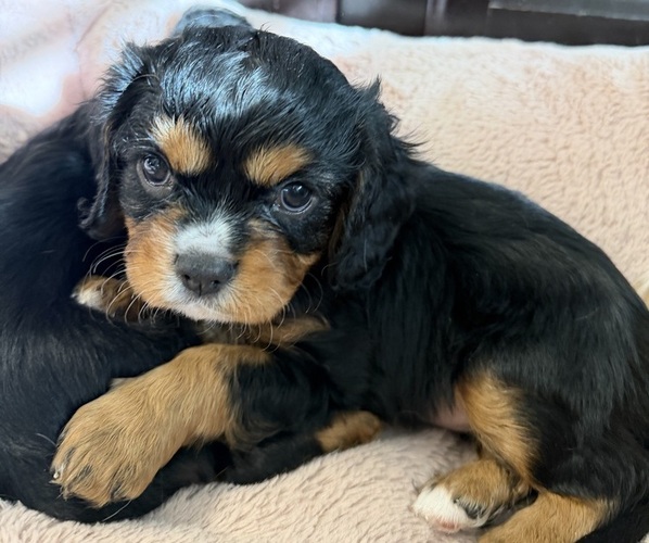 Medium Photo #15 Cavalier King Charles Spaniel Puppy For Sale in PARKER, CO, USA