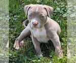 Small #1 American Bully