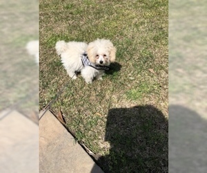Poodle (Miniature) Puppy for sale in MYRTLE BEACH, SC, USA