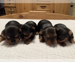 Small Photo #3 Yorkshire Terrier Puppy For Sale in BELTON, TX, USA
