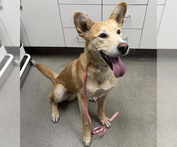 Medium Photo #1 Carolina Dog-Unknown Mix Puppy For Sale in HESPERIA, CA, USA