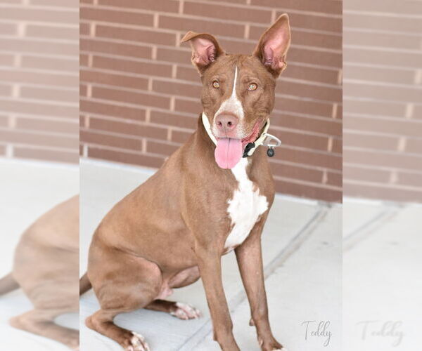 Medium Photo #3 Siberian Husky-Unknown Mix Puppy For Sale in The Woodlands, TX, USA