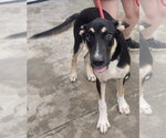 261401  Neo - Male German Shepherd Dog-Unknown Mix Dog for Adoption - Small photo