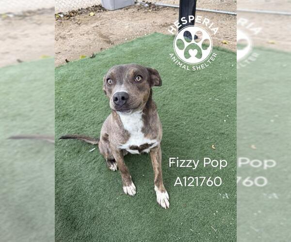 Medium Photo #1 Mutt Puppy For Sale in HESPERIA, CA, USA