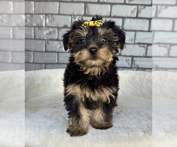 Medium Photo #6 Yorkshire Terrier Puppy For Sale in OCALA, FL, USA