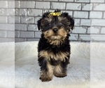 Small #5 Yorkshire Terrier