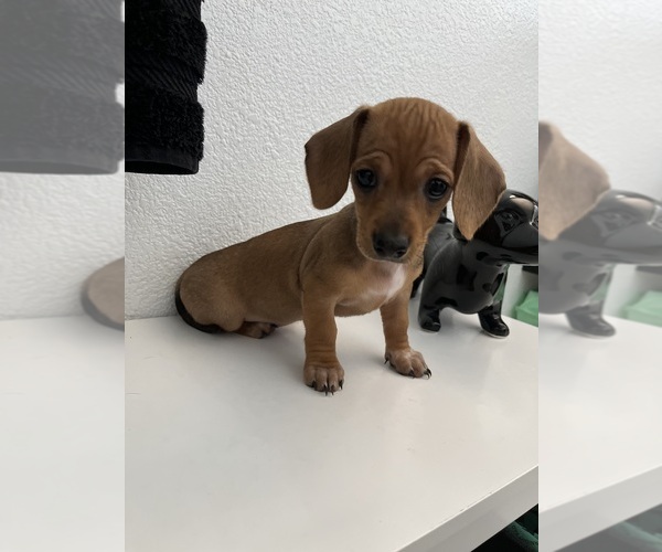 Medium Photo #1 Dachshund Puppy For Sale in LAS VEGAS, NV, USA
