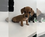 Puppy Boogie Dachshund
