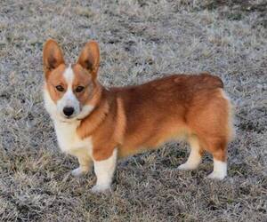 Father of the Pembroke Welsh Corgi puppies born on 12/17/2021