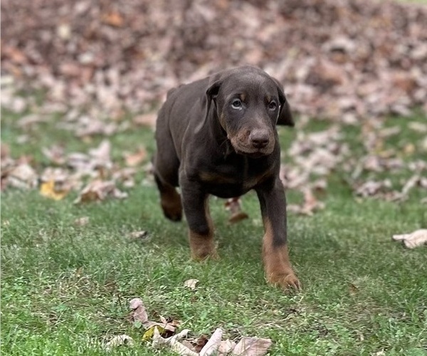 Medium Photo #9 Doberman Pinscher Puppy For Sale in WESTON, WI, USA