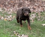 Small #8 Doberman Pinscher