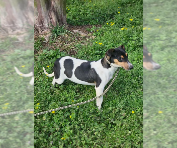 Medium Photo #4 Chihuahua-Unknown Mix Puppy For Sale in Cranston, RI, USA