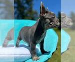 Small #35 French Bulldog