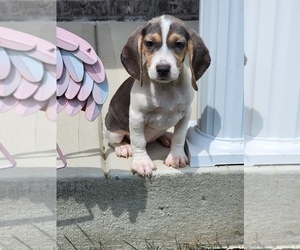 Beagle Puppy for sale in MARTINSVILLE, IN, USA