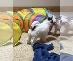 Small #7 Chinese Crested