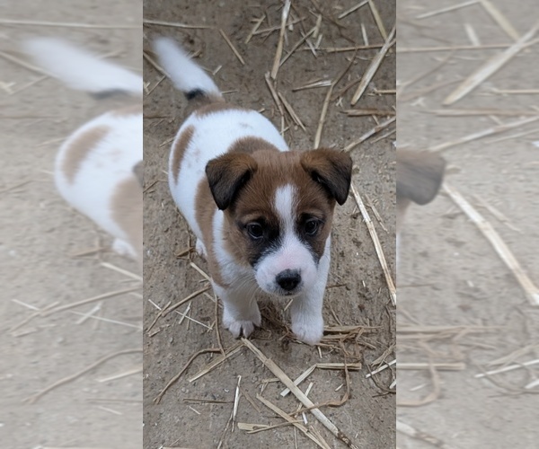 Medium Photo #5 Jack Russell Terrier Puppy For Sale in APPLE GROVE, WV, USA
