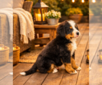 Small #1 Bernese Mountain Dog
