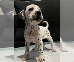Puppy Charlie Dalmatian