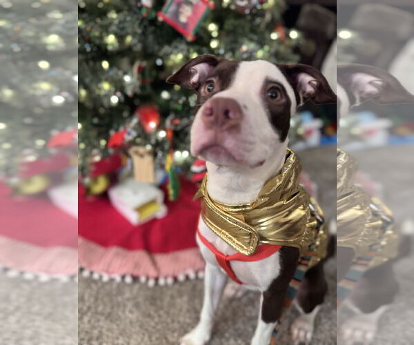 Medium Photo #2 Mutt Puppy For Sale in Princeton, MN, USA