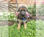 Puppy Bear German Shepherd Dog