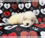 Hex - Male Bichpoo Puppy for Sale - Photo #7