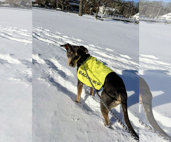 Medium Photo #8 Doberman Pinscher-Unknown Mix Puppy For Sale in Rockaway, NJ, USA