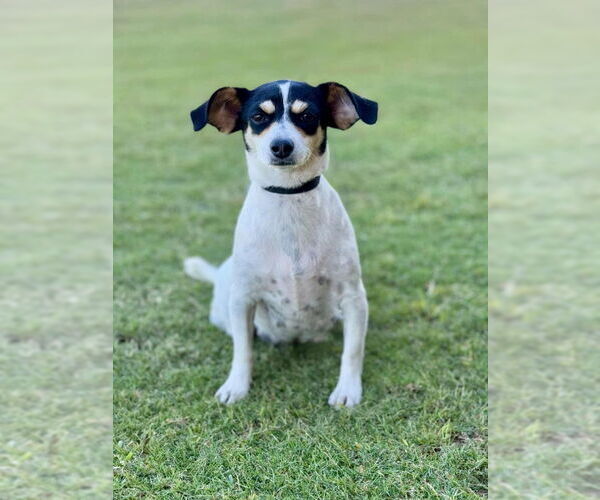 Medium Photo #4 Rat Terrier-Unknown Mix Puppy For Sale in PIPE CREEK, TX, USA