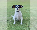 Small #3 Rat Terrier Mix