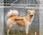 Small Golden Retriever Mix