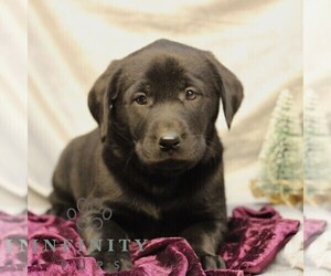 Labrador Retriever Puppy for sale in SHIPPENSBURG, PA, USA