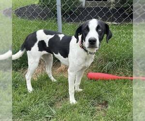 Mutt Dogs for adoption in New Oxford , PA, USA