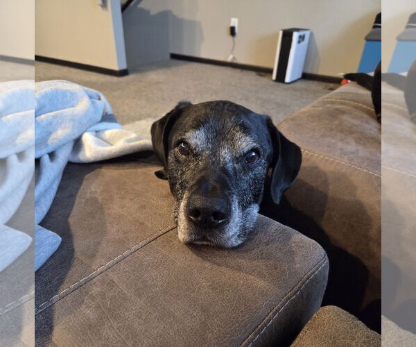 Medium Photo #3 Labrador Retriever-Unknown Mix Puppy For Sale in Fargo, ND, USA