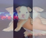 Small Photo #5 English Bulldog Puppy For Sale in FORT WORTH, TX, USA