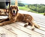 Small Photo #1 Golden Retriever Puppy For Sale in GREENEVILLE, TN, USA