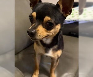 Chihuahua Dogs for adoption in Tracy, CA, USA