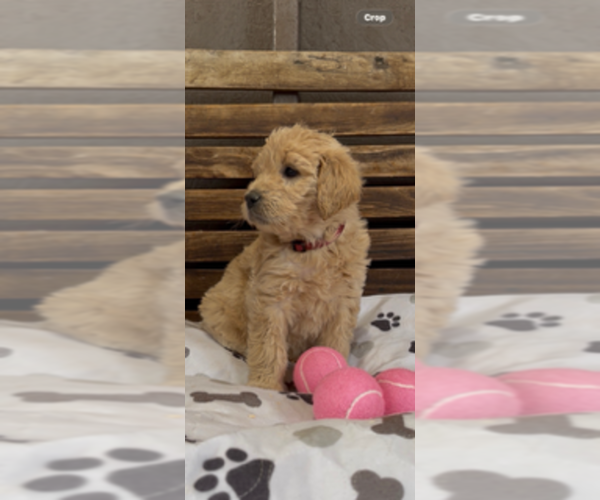 Medium Photo #24 Goldendoodle Puppy For Sale in MERCED, CA, USA