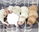Puppy Puppy 6 Cavapoo (Miniature)