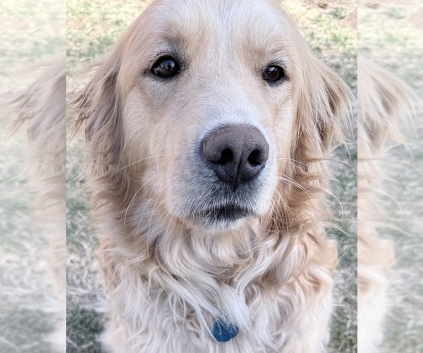 Medium Photo #1 Golden Retriever Puppy For Sale in PORTALES, NM, USA