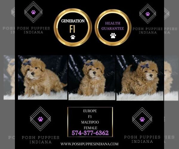 Medium Photo #2 Maltipoo Puppy For Sale in WARSAW, IN, USA