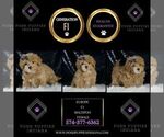 Small #1 Maltipoo