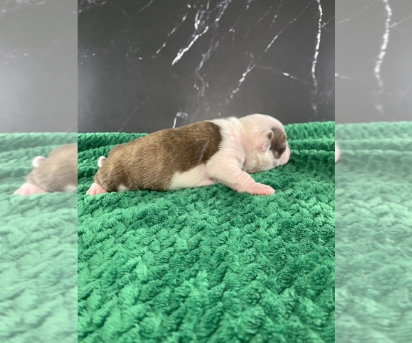 Medium Photo #4 Boston Terrier Puppy For Sale in TULARE, CA, USA