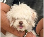 Small Photo #2 Maltese-Unknown Mix Puppy For Sale in Fremont, CA, USA
