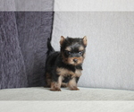 Small Photo #8 Yorkshire Terrier Puppy For Sale in SAN JOSE, CA, USA