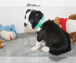 Nash - Male Boston Terrier Puppy for Sale - Photo #8