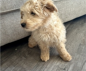 Medium Goldendoodle (Miniature)