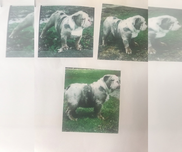 Medium Photo #4 Bulldog Puppy For Sale in JOLIET, IL, USA