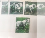 Small Photo #4 Bulldog Puppy For Sale in JOLIET, IL, USA