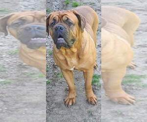 Mother of the Dogue de Bordeaux puppies born on 04/22/2022